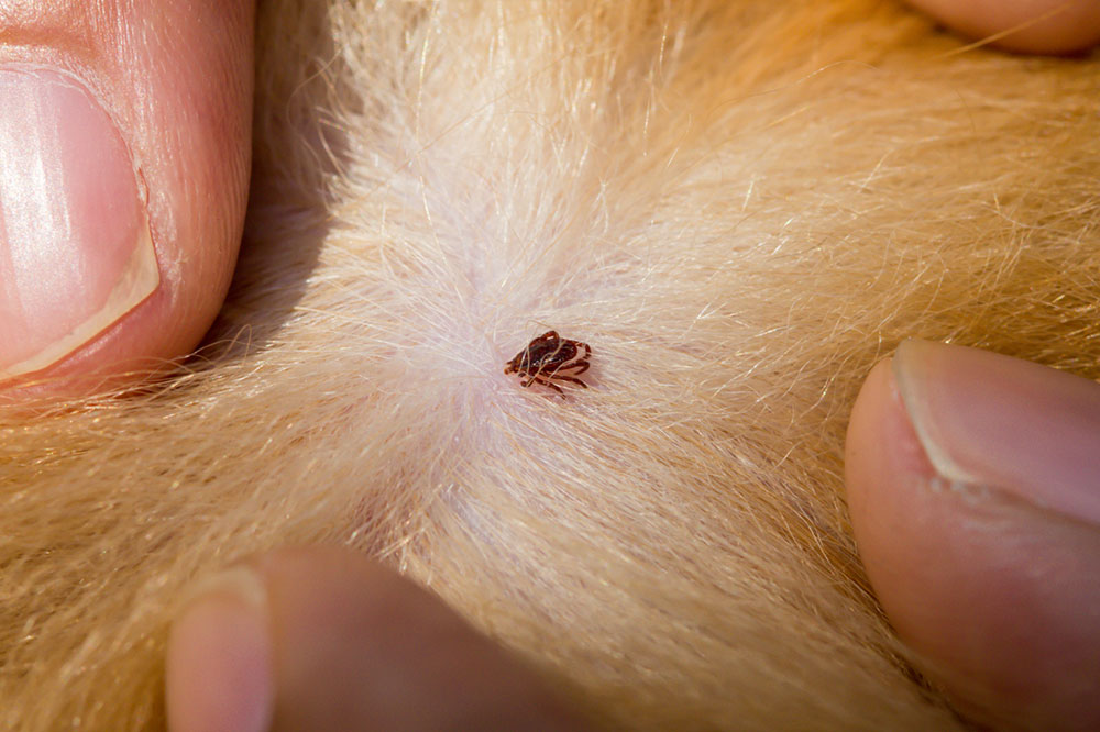 4 Tips To Keep Pets Away From Fleas and Ticks