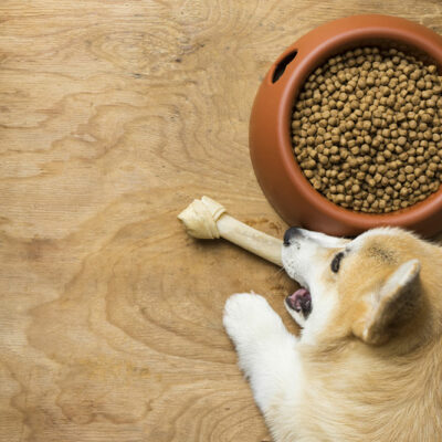 5 Protein-Packed Foods for Dogs