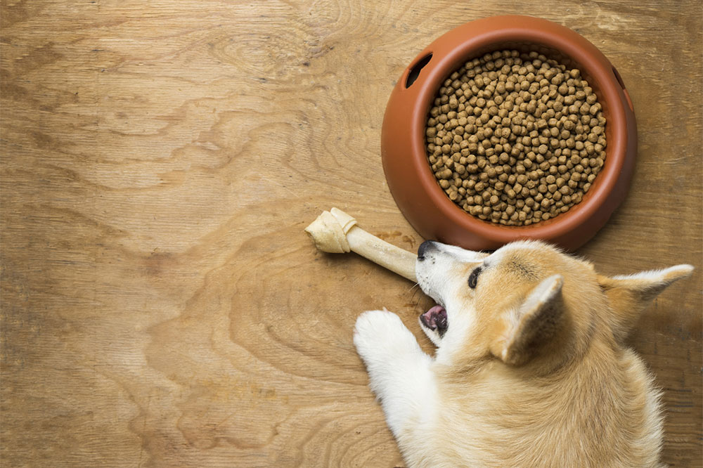 5 Protein-Packed Foods for Dogs